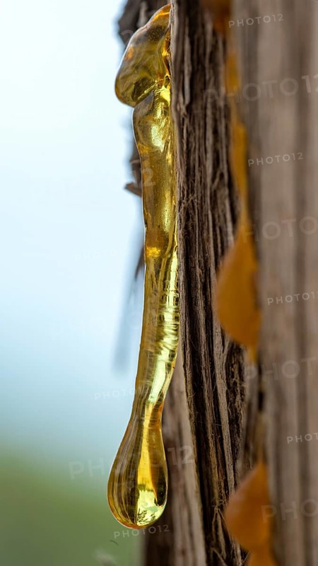 Resin dripping from the trunk of a pine tree