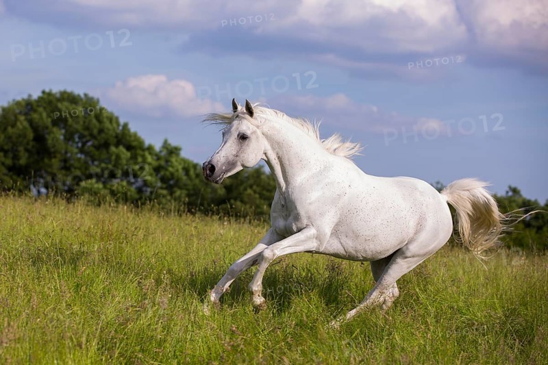 Thoroughbred Arabian grey stallion galloping through the high grass