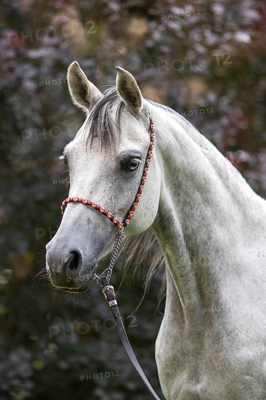 Thoroughbred Arabian grey mare with blue eye