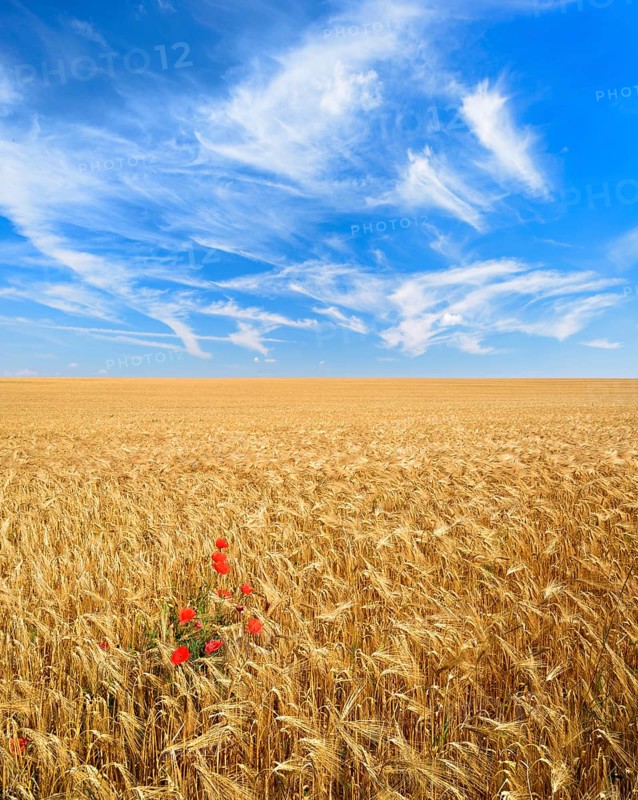 Endless barley field with corn poppy under a blue sky with veil clouds