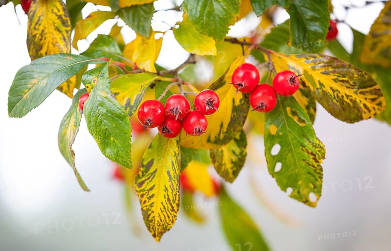 Apple thorn (Crataegus x lavallei 'Carrierei') in autumn