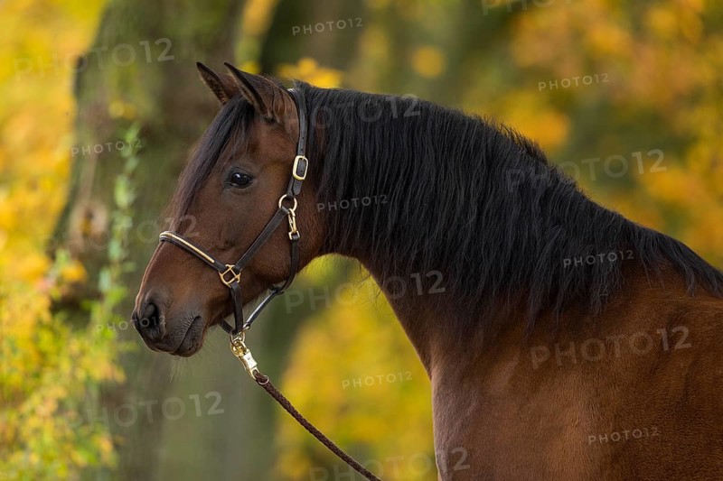 Brown P.R.E. gelding in autumn