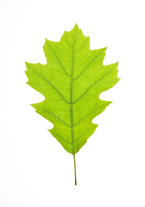 Oak leaf