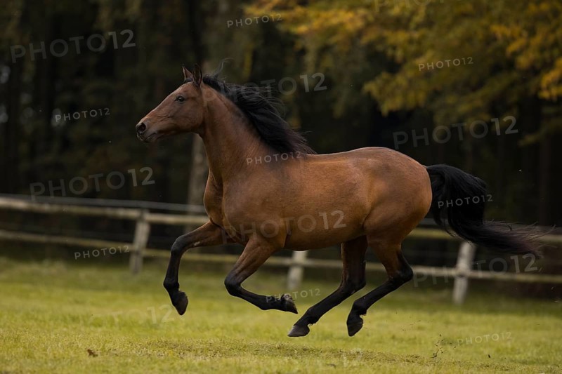Brown P.R.E. gelding galloping across the pasture in autumn