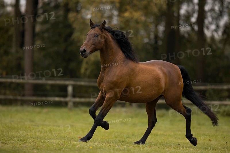 Brown P.R.E. gelding trotting over the pasture in autumn