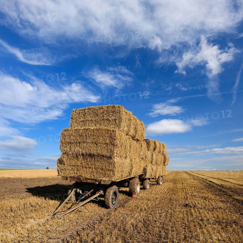 Stubble field