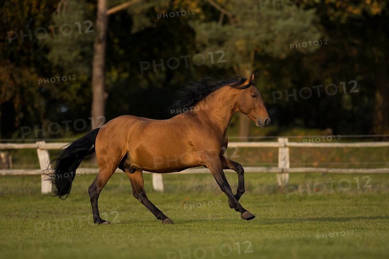 Brown P.R.E. gelding galloping in autumn