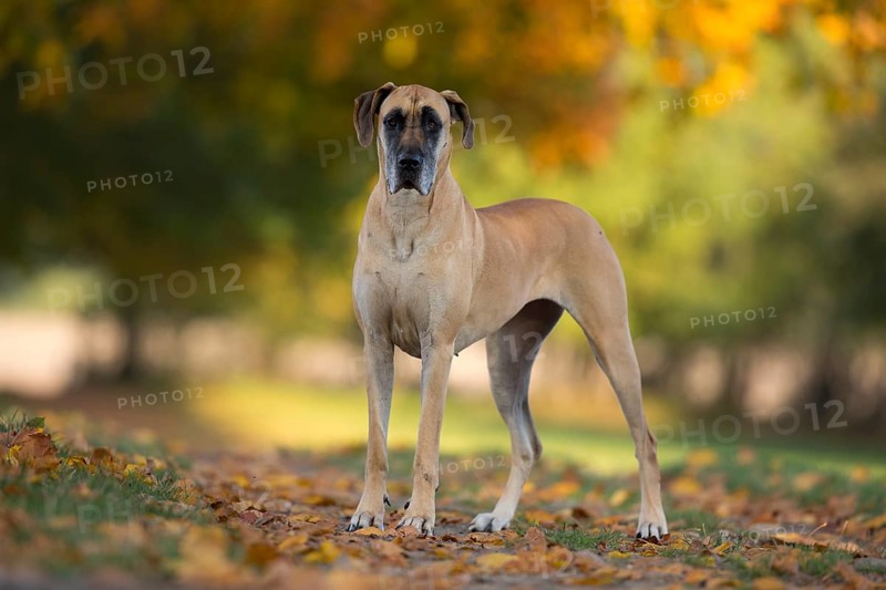 Great Dane in autumn