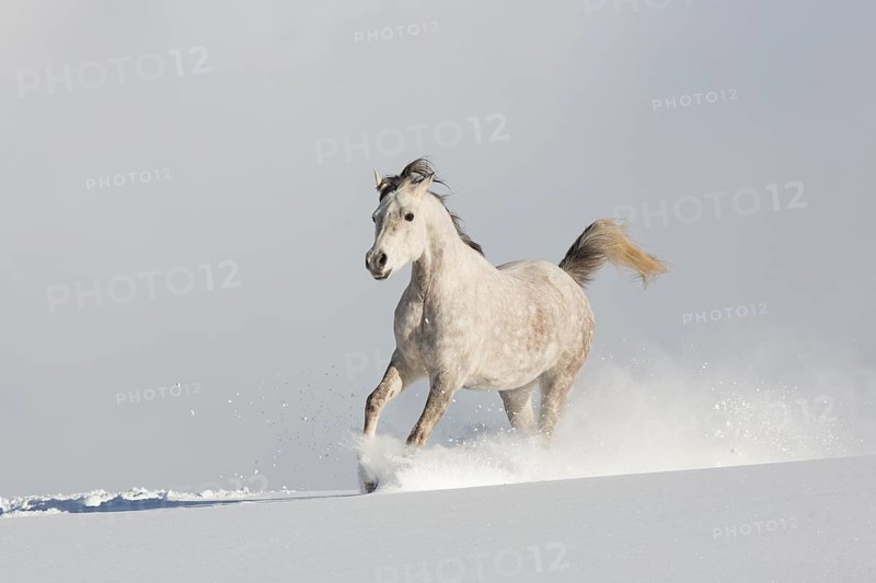 Thoroughbred Arabian mare grey in snow