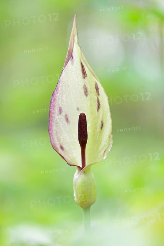 Wild arum (Arum maculatum) in spring