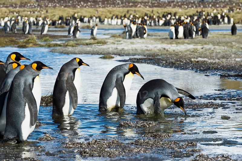 Group of King Penguins (Aptenodytes patagonicus) crossing a stream