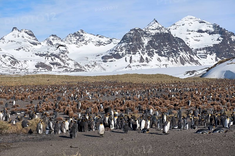 King Penguin Colony (Aptenodytes patagonicus) and snow covered mountains