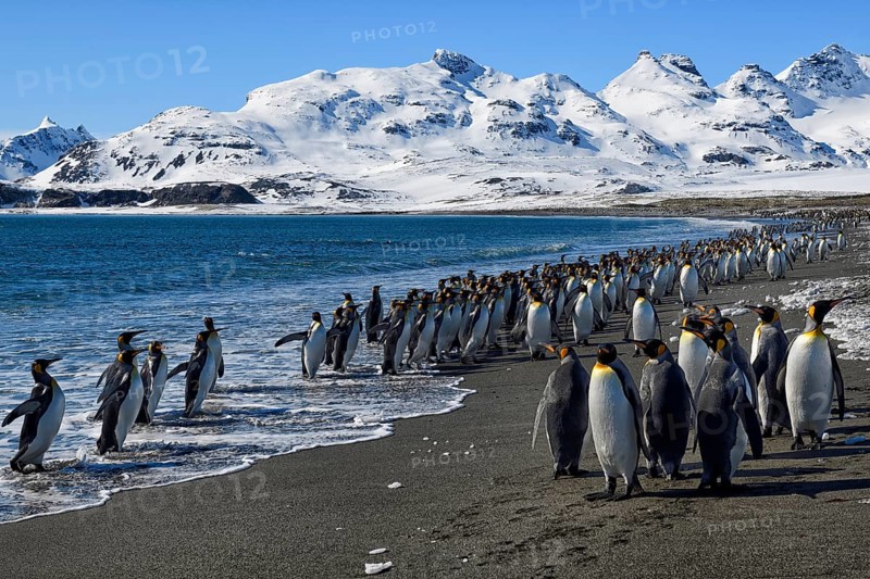 King Penguins (Aptenodytes patagonicus) at the beach