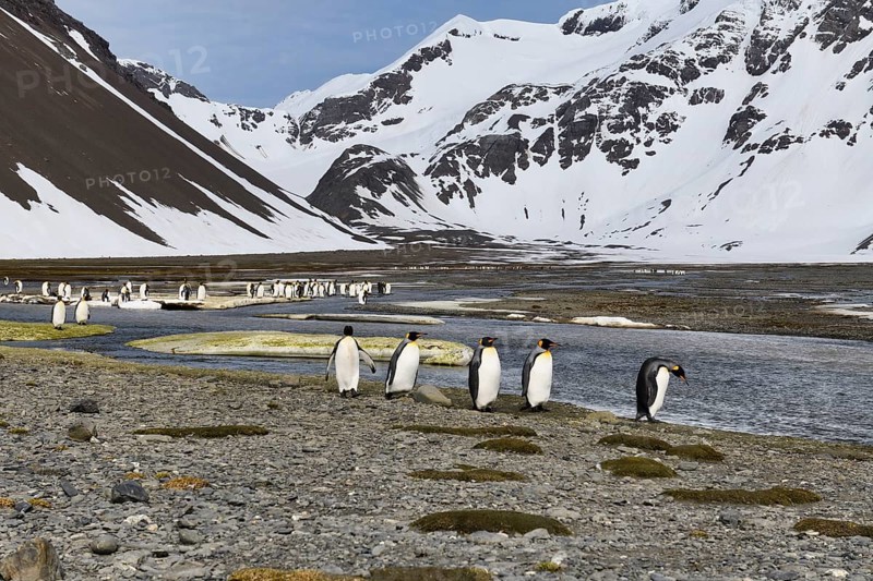 King Penguins (Aptenodytes patagonicus) in the plain of Right Whale Bay
