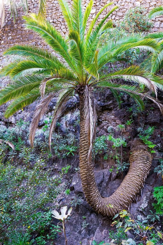 Twisted Palm tree