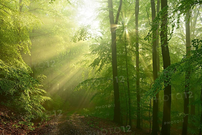 Hiking trail through beech forest with fog in early spring