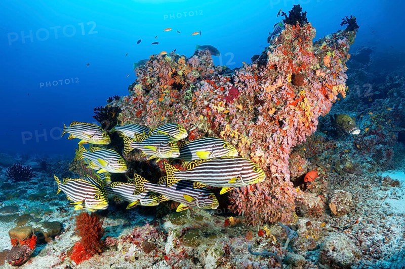 Swarm Oriental sweetlips (Plectorhinchus vittatus) swims off Coral Block