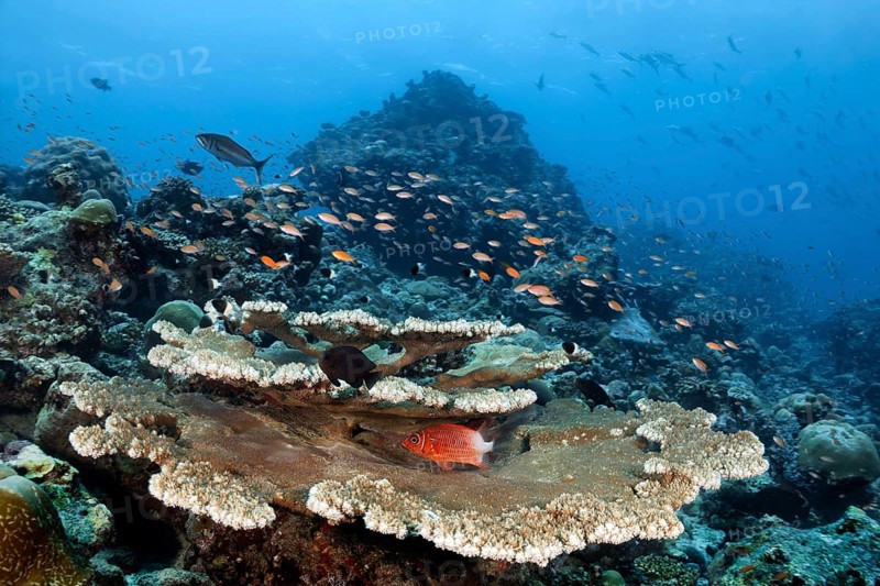 Underwater landscape with multi-level Acropora table coral (Acropora sp.)