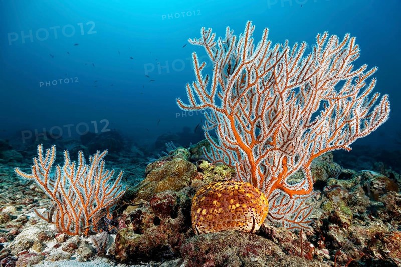 Menella Gorgonia (Menella sp.) with Large Pillow Star (Culcita novaeguineae) on reef top
