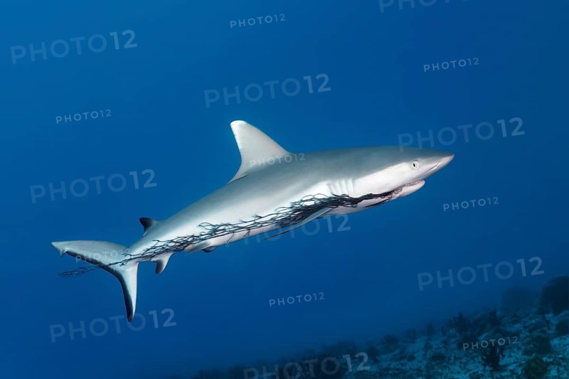 Grey reef shark (Carcharhinus amblyrhynchos) with injury to mouth by plastic fishing net