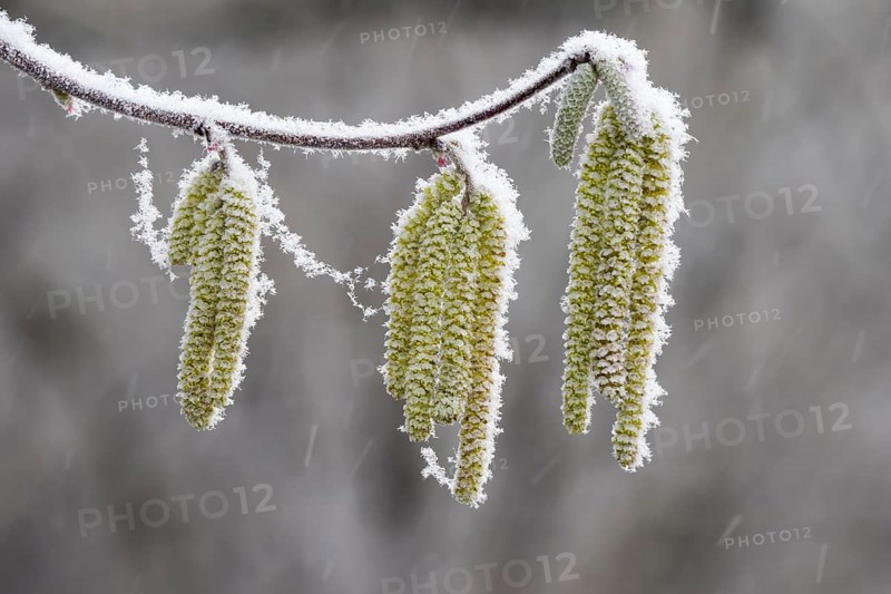 Hazel kittens covered with hoarfrost and snow (Corylus)