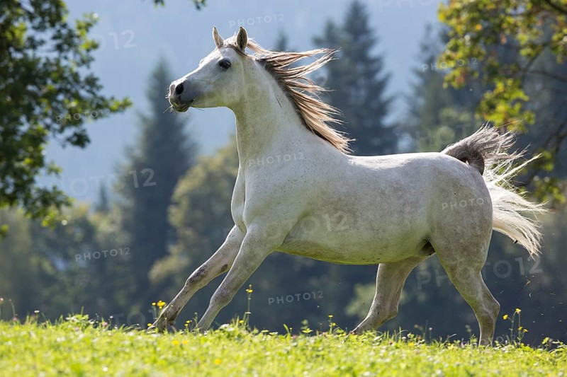 Thoroughbred Arabian mare grey in summer on the meadow