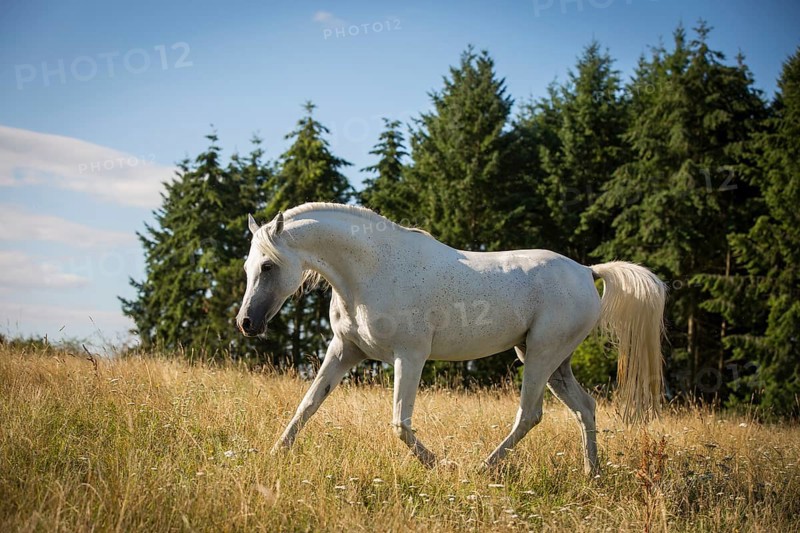 Elegant Thoroughbred Arabian grey stallion on the summer pasture in trot