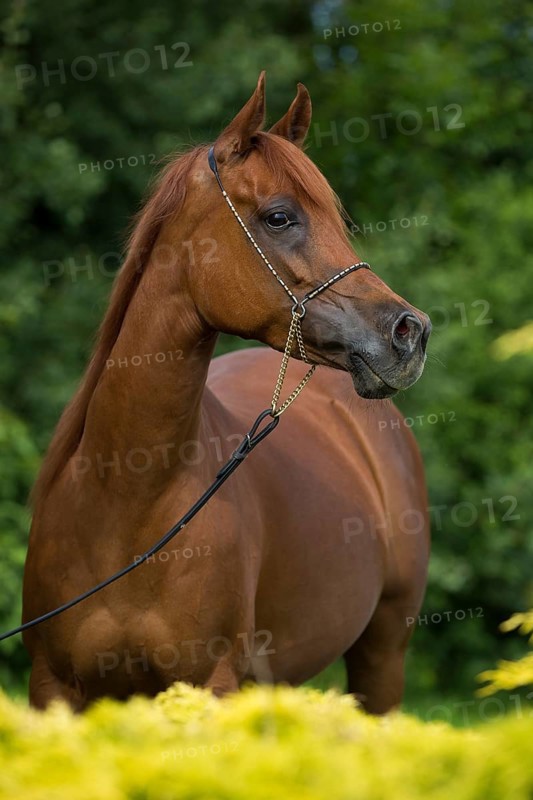 Portrait of a thoroughbred Arabian chestnut mare