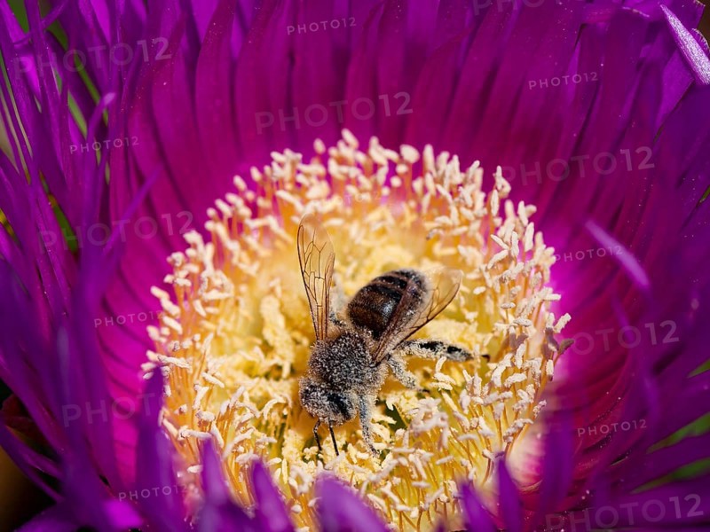 Bee (Apiformes) pollinating midday flower (Delosperma sutherlandii)
