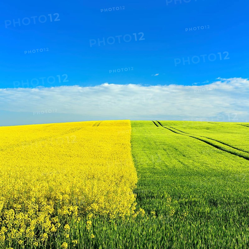Hill with green cornfield and flowering rape field in spring under a blue sky with clouds