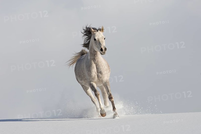 Thoroughbred Arabian mare grey in snow