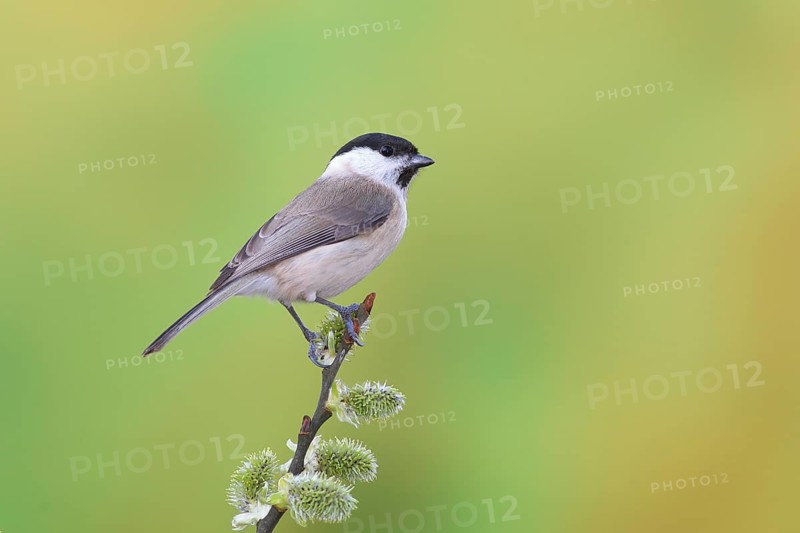 Marsh tit (Parus palustris)