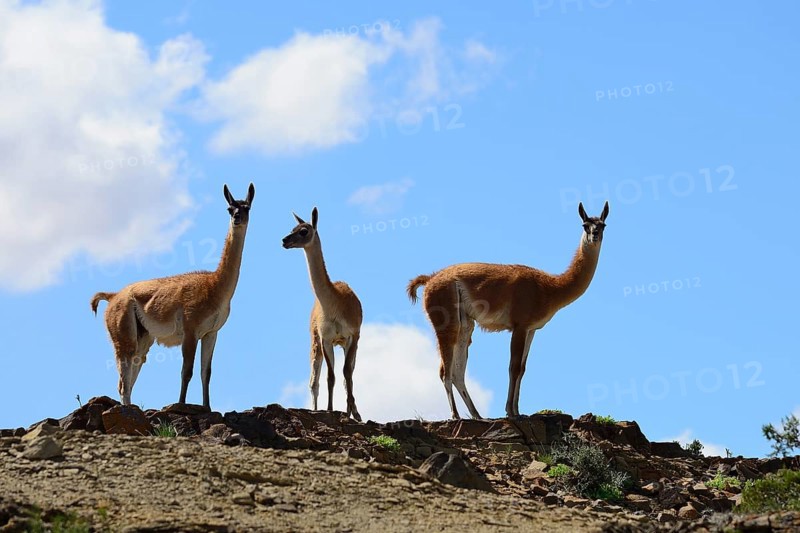 Three Guanacos (Llama guanicoe) keep watch