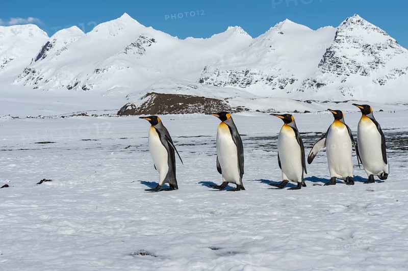 Group of King Penguins (Aptenodytes patagonicus) walking on snow covered Salisbury Plain