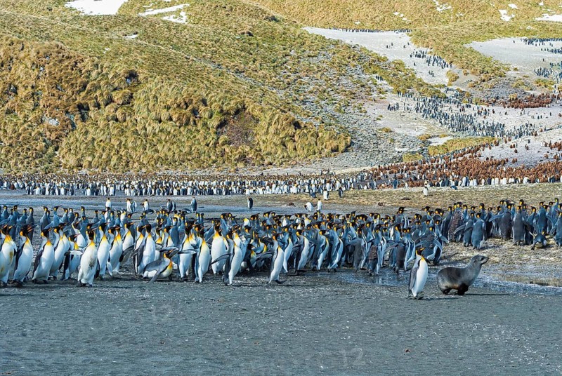 Young Fur seal (Arctocephalus gazella) and King penguins in a colony (Aptenodytes patagonicus)