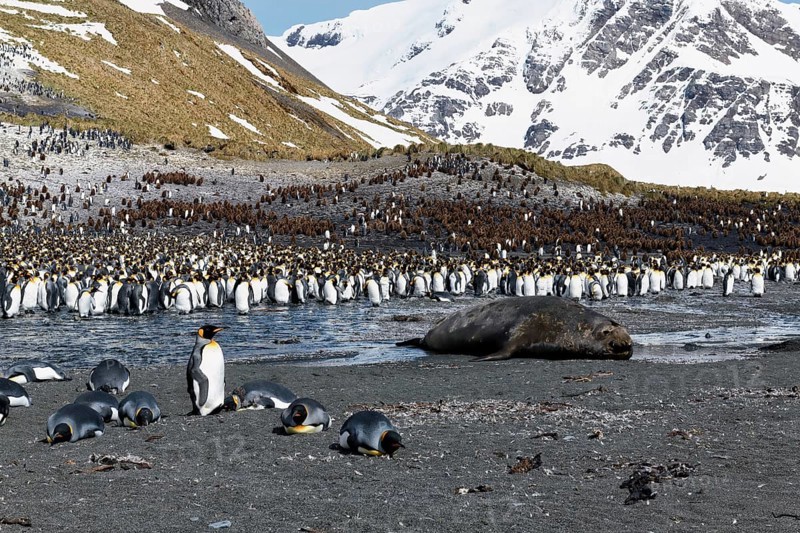 King Penguins (Aptenodytes patagonicus) surrounding a sleeping Southern Elephant Seal (Mirounga leonina)