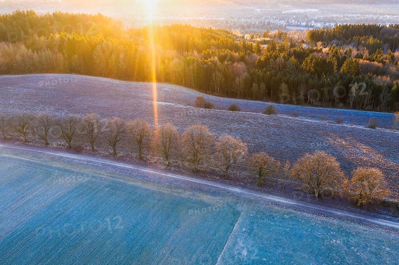Alley through field and meadow with hoarfrost at sunrise