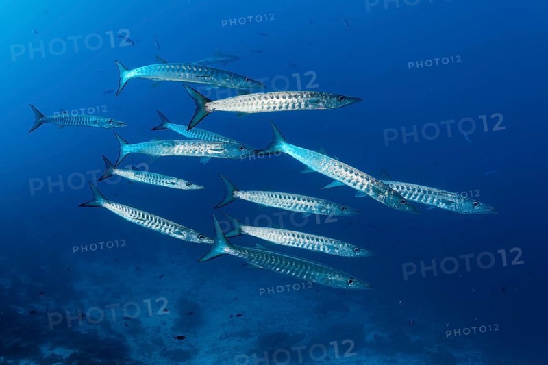 Swarm Blackfin barracudas (Sphyraena qenie)
