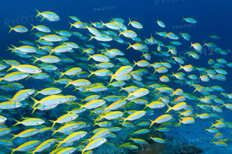 Swarm of Yellow Bridge Fusiliers (Caesio xanthonota)
