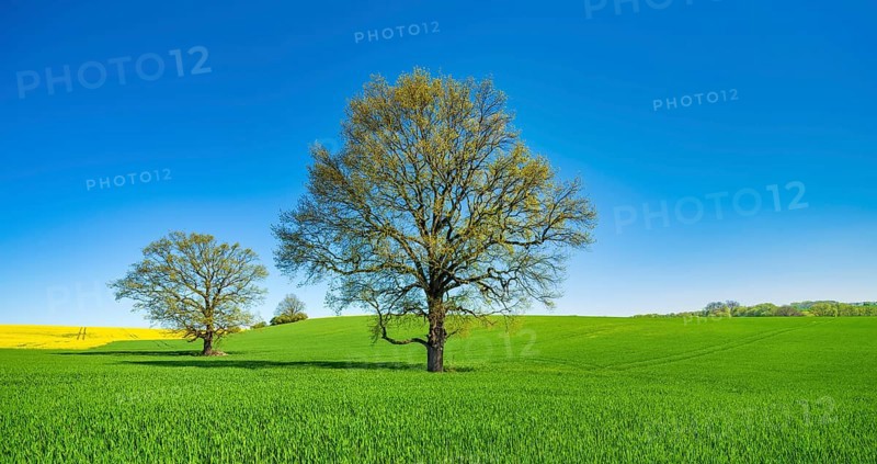 Barleysfield (Hordeum vulgare) with large solitary oaks (Quercus robur) in spring under blue sky