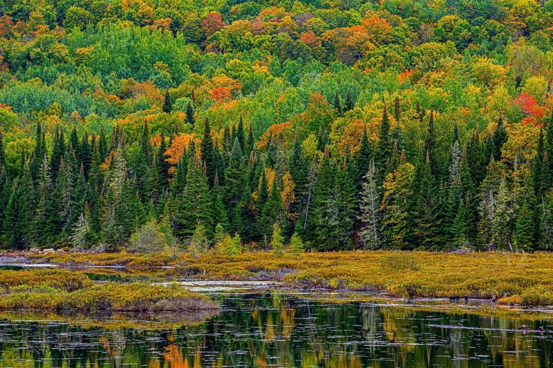 Autumn forest reflected in lake near La Minerve Laurentians Quebec Canada