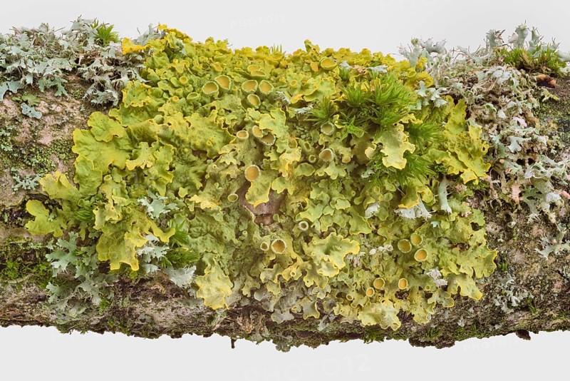 Common orange lichen (Xanthoria parietina)