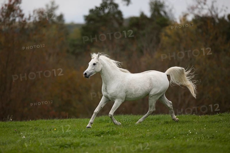 Thoroughbred Arabian grey stallion trotting on the autumn meadow