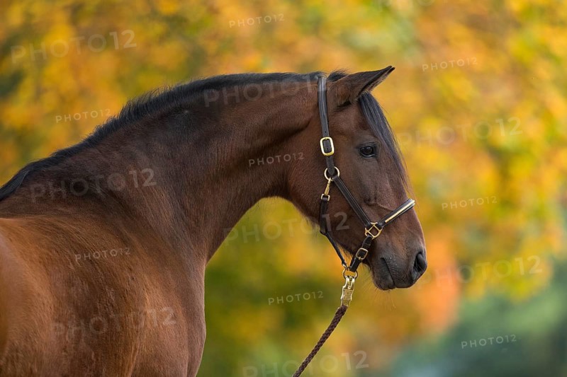 Brown P.R.E. gelding in autumnal portrait