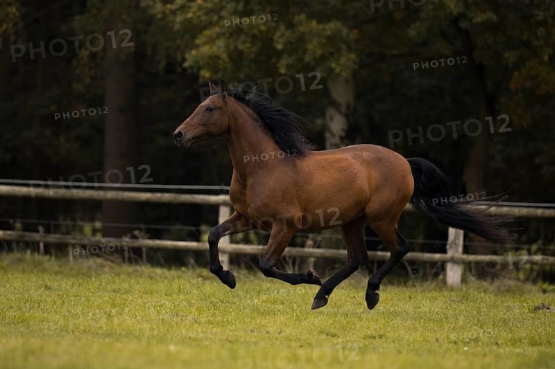 Brown P.R.E. gelding galloping across the pasture in autumn