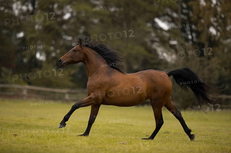 Brown P.R.E. gelding galloping across the pasture in autumn