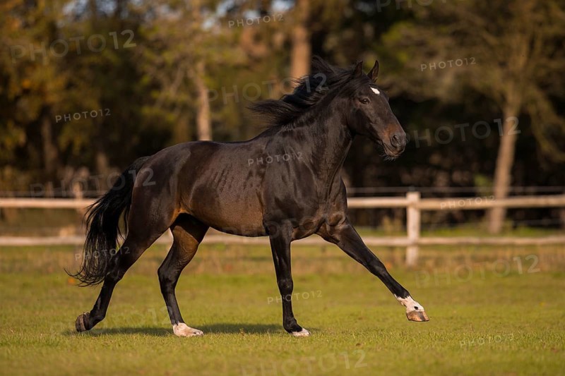 Brown P.R.E. gelding in movement in autumn