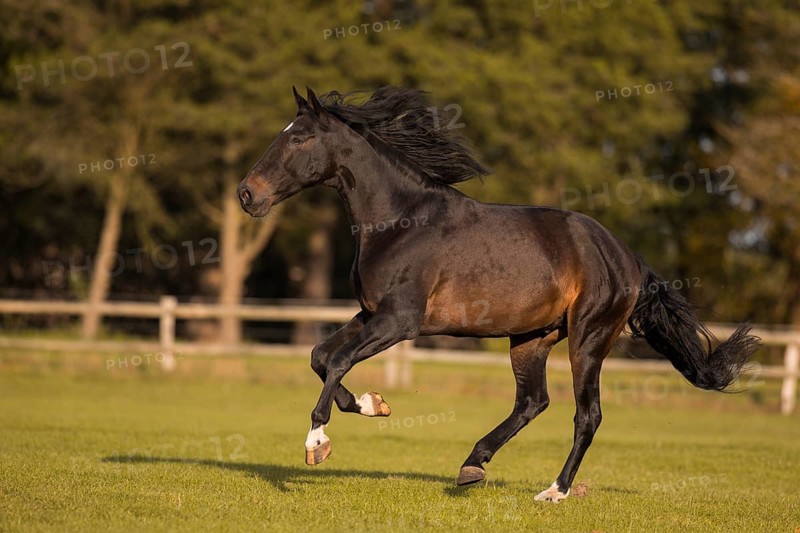 Brown P.R.E. gelding in movement in autumn