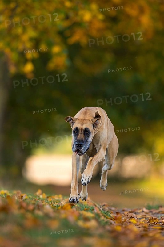 Great Dane jumping in autumn