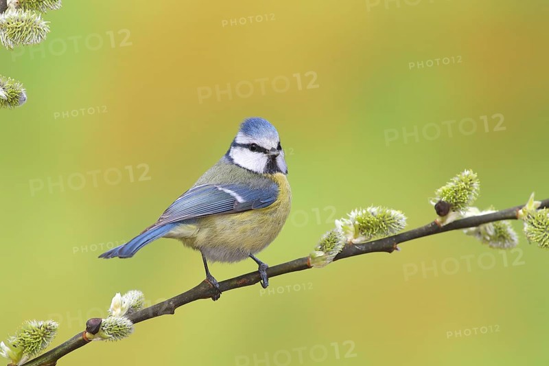 Blue tit (Parus caeruleus)
